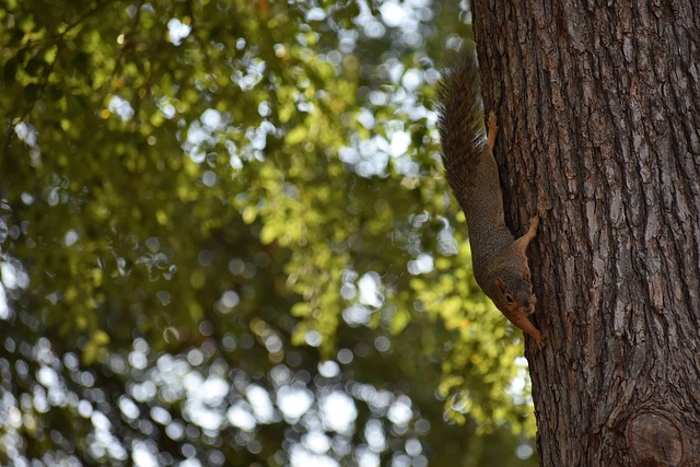 本届亚冬会 本届亚冬会